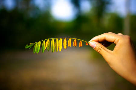Hand with bright orange maple leaf. Natural autumn background. Symbol of fall season.の写真素材