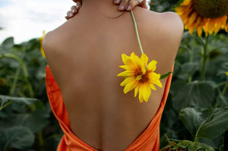 Young Beautiful Woman in evening dress In A Field Of Sunflowers Stands Back, Rear View, Sunset