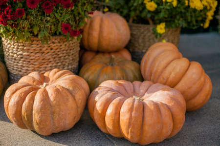 Stylish Golden Halloween Pumpkin Decoration Of Streets, Cafes