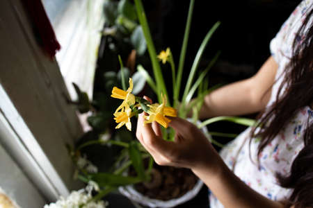 Closeup Shot Of Beautiful Narcissus Flower At Home.の写真素材