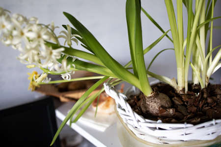 Young Green Plant In Pot And Adding Soil Around