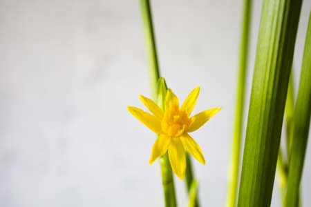 Closeup Shot Of Beautiful Narcissus Flower At Home.の写真素材