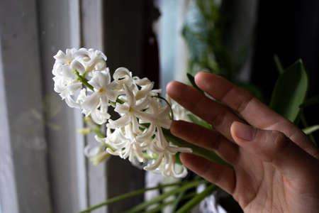 A Closeup Shot Of White Hyacinth Flowers