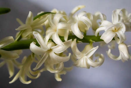 A Closeup Shot Of White Hyacinth Flowersの写真素材