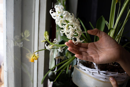 A Closeup Shot Of White Hyacinth Flowers