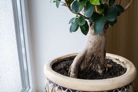 Young green plant in a pot on a windowsill