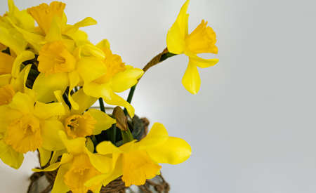First Spring Yellow Blooming Flowers Narcissus Against White Background Close Upの写真素材