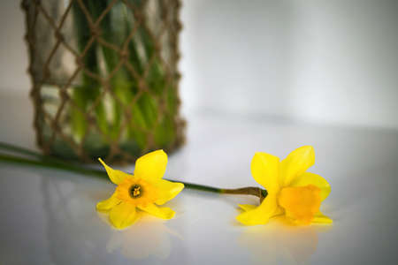 First Spring Yellow Blooming Flowers Narcissus Against White Background Close Upの写真素材