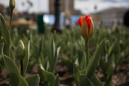 Spring Season Travel. Colorful Spring With Beautiful Tulips