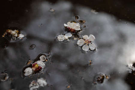 Puddle Of Spring Flowers And A Reflection Of A Tree After Rain.