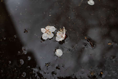 Puddle Of Spring Flowers And A Reflection Of A Tree After Rain.の写真素材