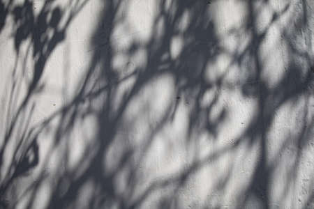 Banch Of Tree Shadow On The White Wallの写真素材