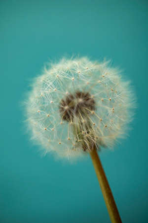Dandelion Fluff White Flower On A Blue Background.