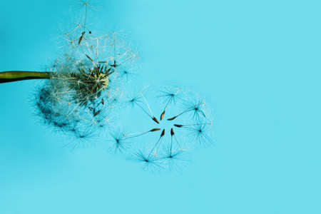 Dandelion Fluff White Flower On A Blue Background.の写真素材