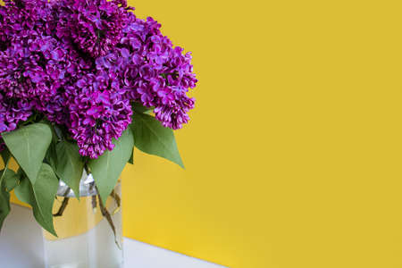 Bouquet Of Spring Purple Lilac In A Vase On White Table On Yellow Background.の写真素材