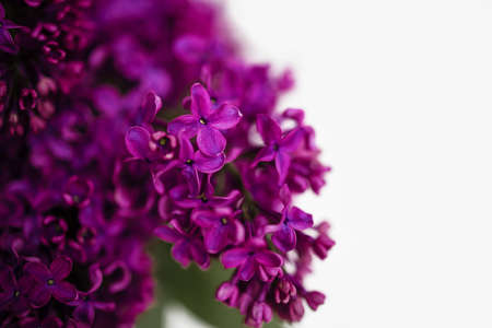 Frame Of Purple Flowers - Spring Lilac Branches With Space For Textの写真素材