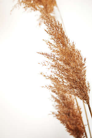 Elegant Soft Light Autumn Background With Dry Beige Reeds On White Background.の写真素材