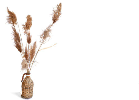 Elegant Soft Light Autumn Background With Dry Beige Reeds On White Background.の写真素材