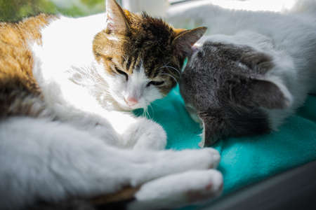 Cat Lying On A Window Sill In The Sunlight.の写真素材