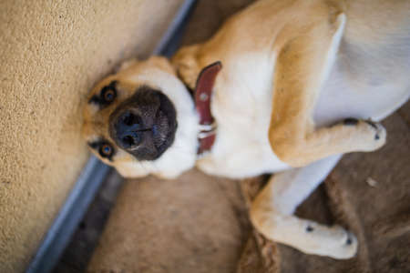 Shelter Dog Sad Adopt. Homeless Dog At The Shelterの写真素材