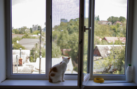 Lonely Little Cute White Cat Sitting On A Window Sill looking at the street through the window.の写真素材