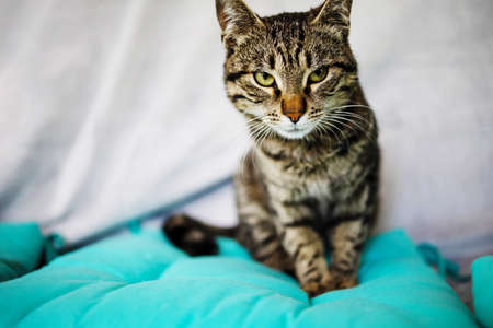 Funny Portrait Arrogant Short-Haired Domestic Tabby Cat Relaxing At Home.の写真素材