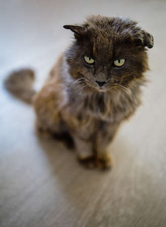 Funny Portrait Arrogant shaggy Domestic Tabby Cat Relaxing At Home.