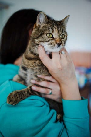 Image Of Girl's Hand Stroking Cat At Home.の写真素材