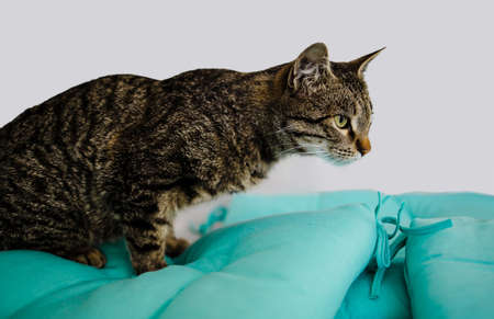 Funny Portrait Arrogant Short-Haired Domestic Tabby Cat Relaxing At Home.の写真素材