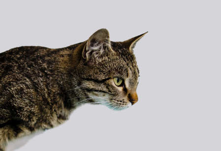 Funny Portrait Arrogant Short-Haired Domestic Tabby Cat Relaxing At Home.の写真素材