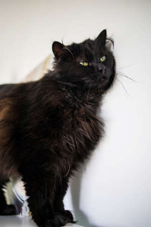 Portrait Of A Angry Black Cat At Home Looking At Camera.の写真素材