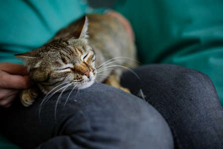 Image Of Girl's Hand Stroking Cat At Home.