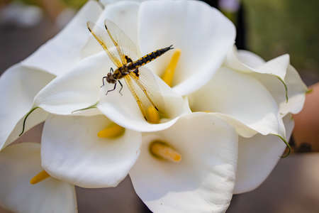 Dragonfly On White Calla Lilies Bridal Bouquet. Wedding Day.の写真素材