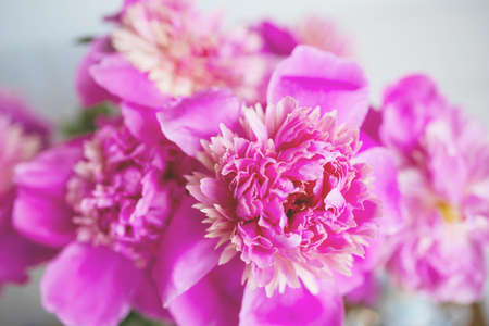 Close-up Pink Peonies. Pink Floral Texture.