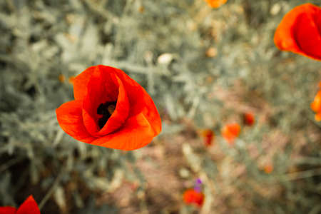 Close-up Red Flowers, Poppies On A Beautiful Green Backgroundの写真素材