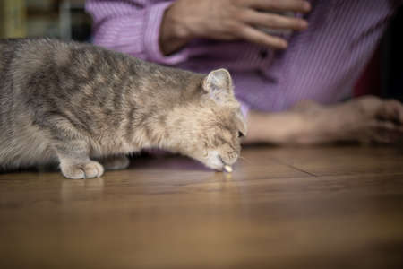 Gray Cat Eats Vitamins. Man Giving A Pill To Sick Sad Cat. Medicines And Synthetic Vitamins For...