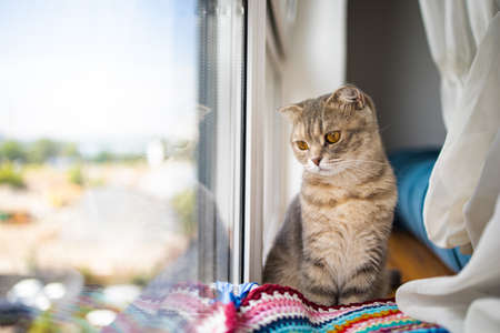 Little purebred scottish cat is bored on the windowsill near the window.