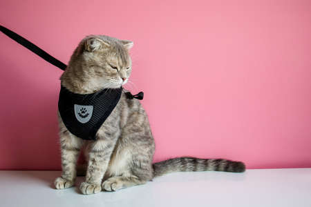 Cute little domestic cat on a leash On Pink Background.