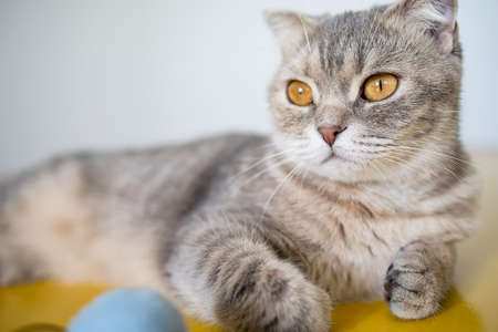 A Portrait Of A Beautiful Cat With A Cute Face In The Daytime At Homeの写真素材