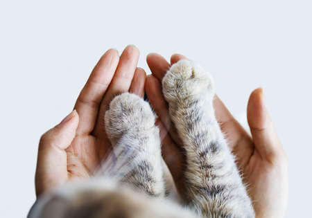 Cat Paw In Woman Hands. Symbol Of Friendship Of Cat And Human.の写真素材