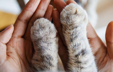 Cat Paw In Woman Hands. Symbol Of Friendship Of Cat And Human.の写真素材