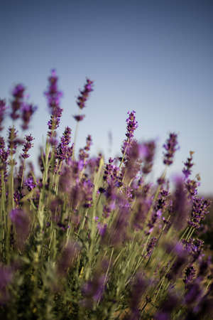 Blooming Bright Purple Lavender Flowers In Summer Seasonの写真素材
