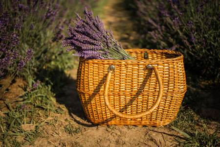 Basket With Lavender Bouquet On Lavender Field Background