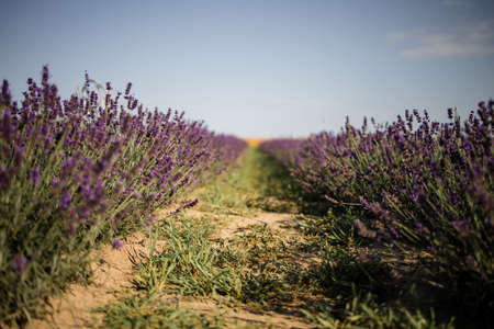 Blooming Bright Purple Lavender Flowers In Summer Seasonの写真素材