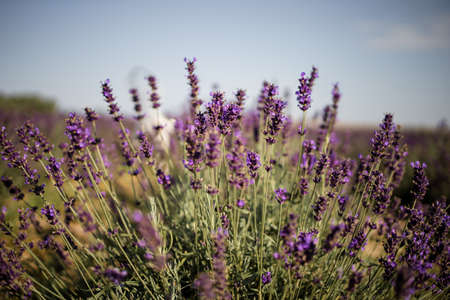 Blooming Bright Purple Lavender Flowers In Summer Seasonの写真素材