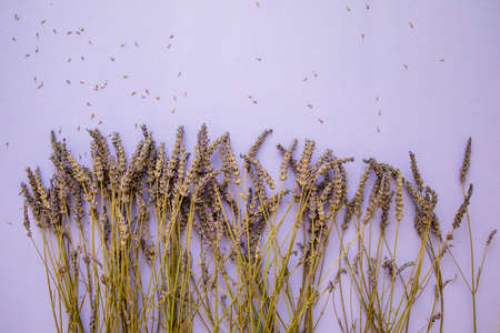 Fresh Lavender Bouquet On Purple Background With Copy Space.の写真素材
