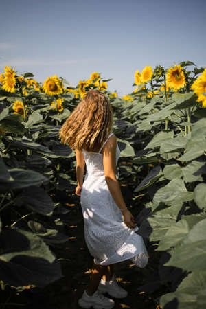 Beautiful Young Woman In A Field Of Sunflowersの写真素材