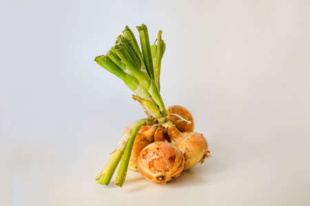 fresh onions from the garden on white background, copy space.