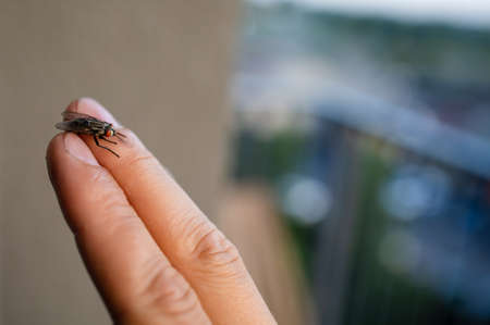 Hand Catch A Black Fly, Close Up. Sleight of hand.の写真素材