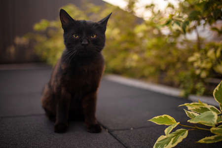 Portrait Of A Little Black Cat Sitting Near Yellow Leaves Outdoor In Autumn.